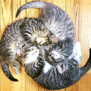 Meet your Posher, Kim